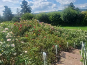 Jost Gartenunterhalt - Gartenbau - Gartenpflege - Gärtner - Oberglatt - Zürcher Unterland - Zürich